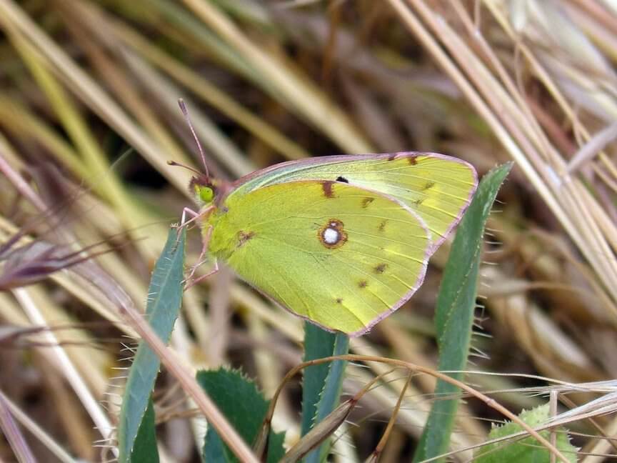 Schmetterling wander gelbling