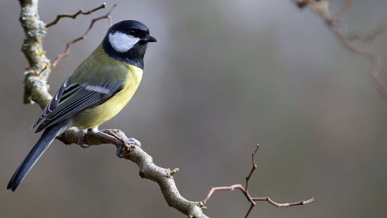 Heimische Wintervögel: So erkennst du sie auf einen Blick - Blühendes