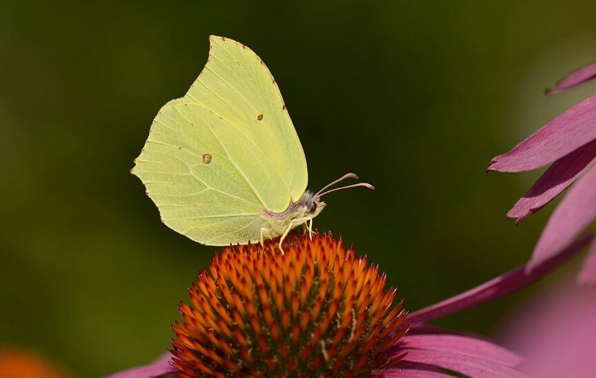 Schmetterling Zitronenfalter