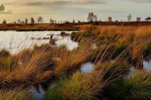 Brennnessel Moor