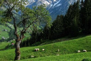 brennnessel bergland