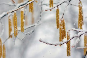 knospen im Winter Hasel