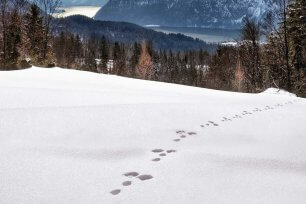 Tierspuren im Schnee