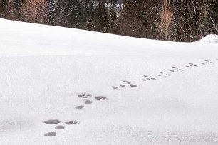 Tierspuren im Schnee