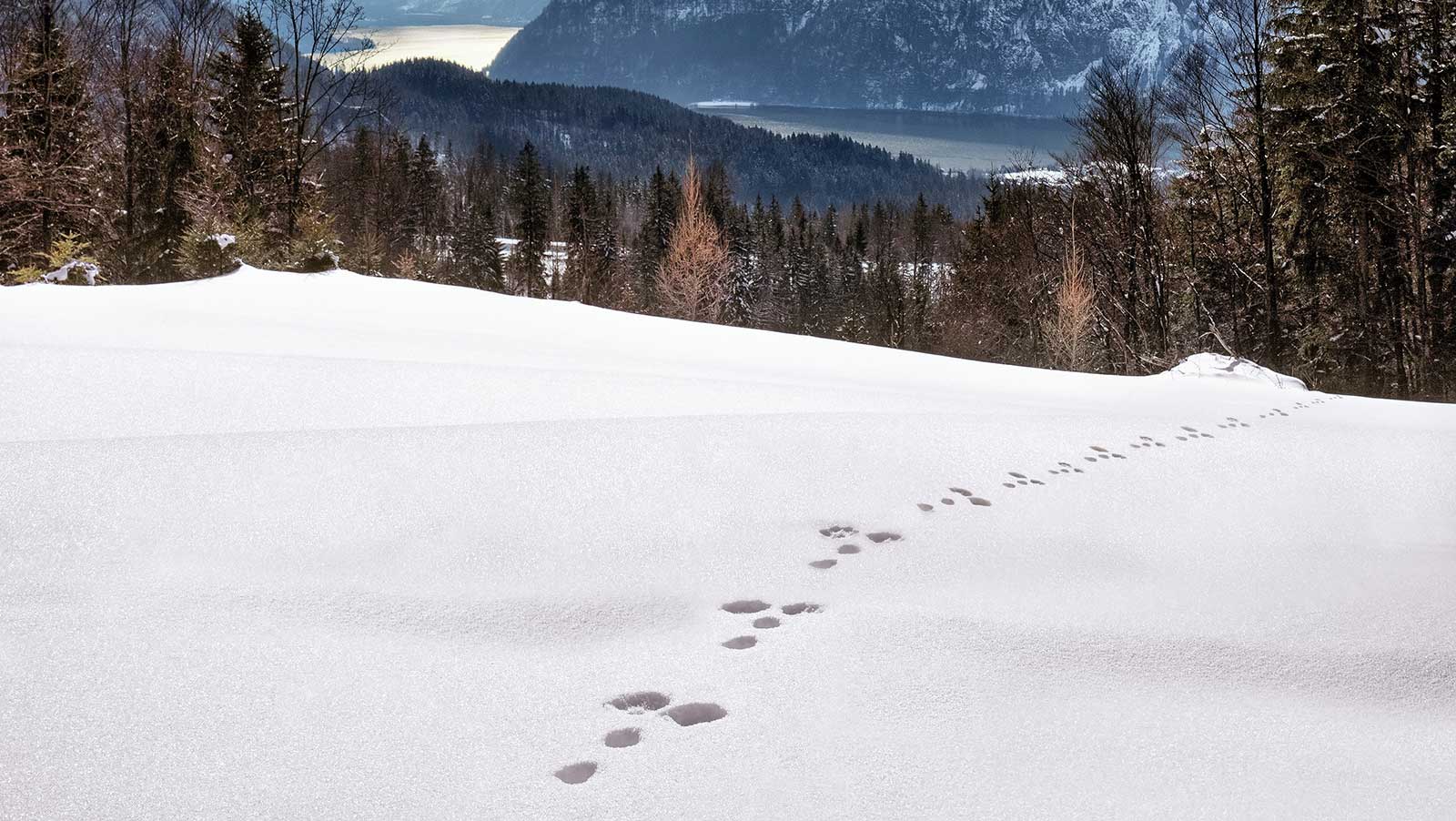 Spuren Im Schnee Spuren Im Schnee