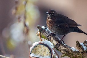 Wintervoegel Amsel