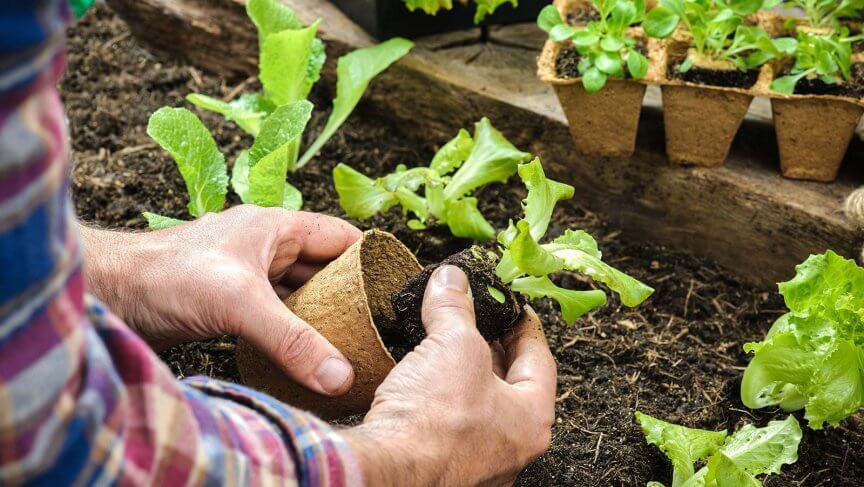 Gemüse vorziehen In 11 Schritten zum knackigen Gemüse Blühendes