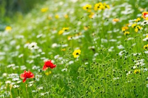 Saatbombe Blumenwiese