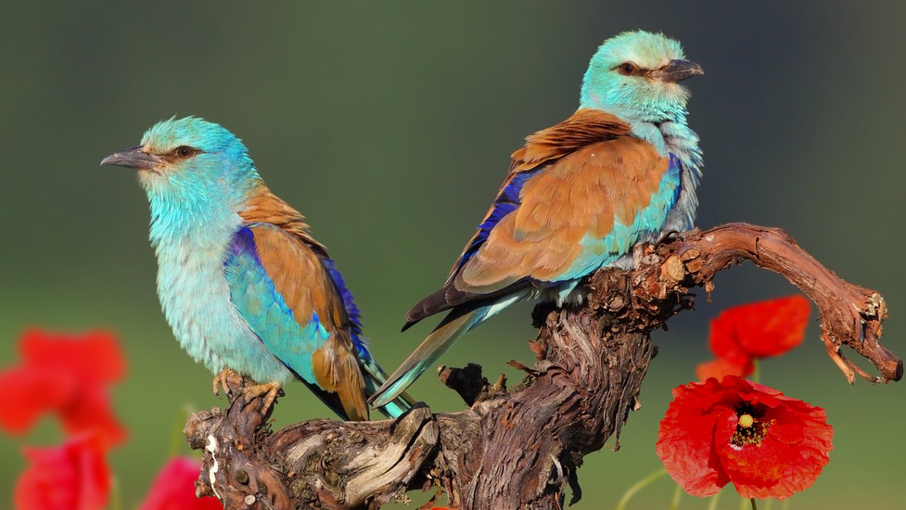 Zehn gefährdete und seltene Vogelarten (c) Michael Tiefenbach
