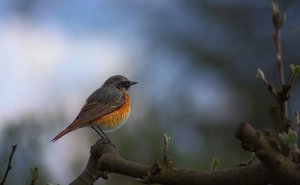Gartenrotschwanz - Zugvoegel im Fruehling