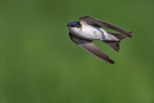 Mehlschwalbe - Zugvoegel im Fruehling
