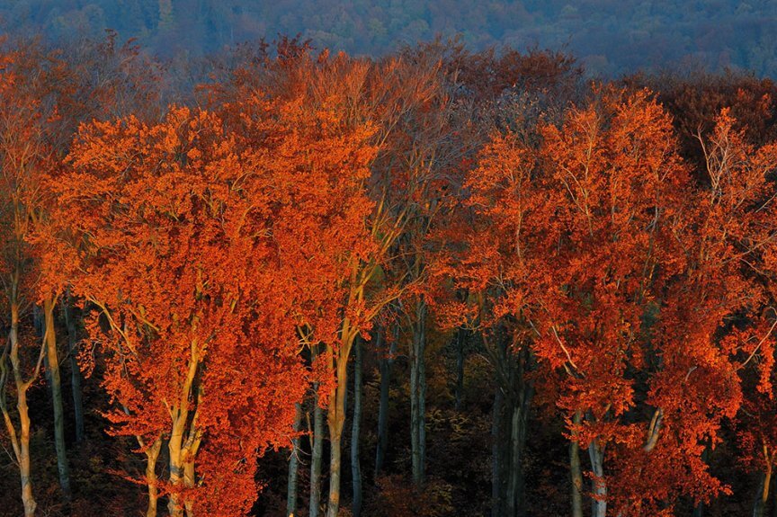 Wienerwald - Colors of fall at sunrise c Matthias Schickhofer/Brandstätter Verlag