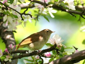 Nachtigall - Zugvoegel im Fruehling