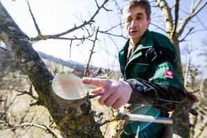Obstbaumschnitt Streuobstwiese