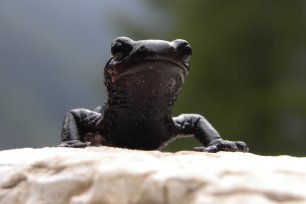 Alpensalamander c Robert Schwarzenbacher