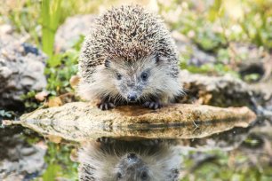 Igel c istock