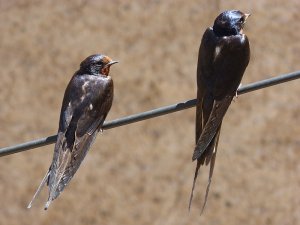 Rauchschwalbe. Zugvoegel im Fruehling.
