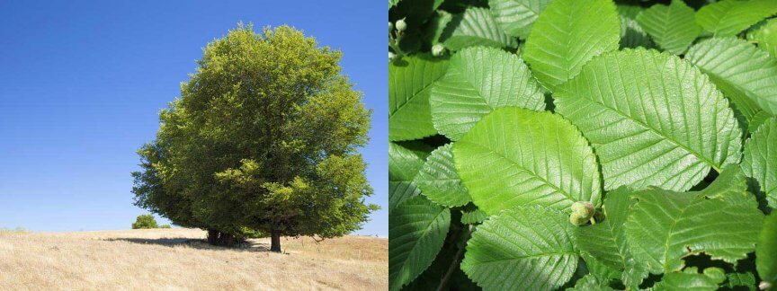 Laubbaeume feldulme Ulmus minor