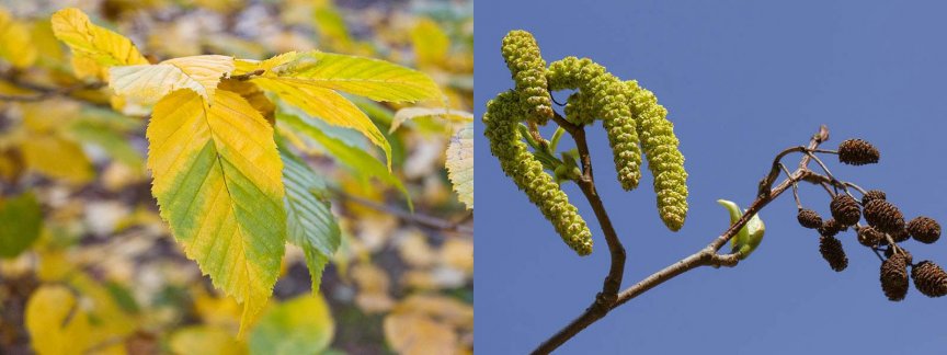 30+ Früchte Der Laubbäume, Beeren (lotuspflaume.) steinfrüchte