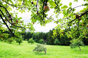 Lebensraum Streuobstwiese