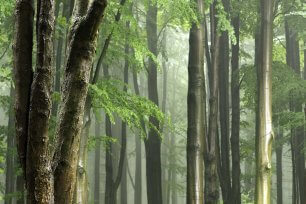 holz Wald