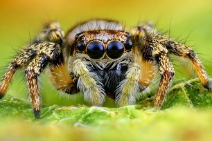 spinnen Zebra Springspinne Salticus scenicus