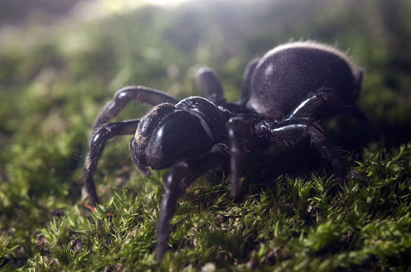 spinnen Gemeine Tapezierspinne Atypus affinis