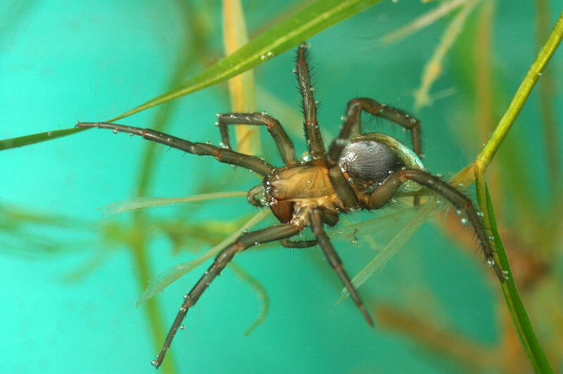 spinnen Wasserspinne Argyroneta aquatica