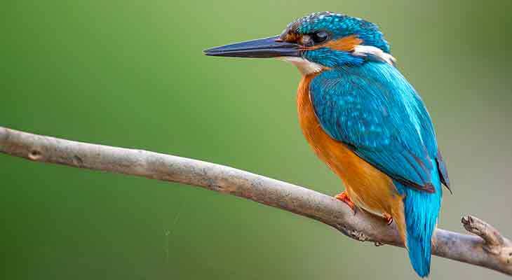 Eisvogel c Shutterstock/Kasperczak Bohdan