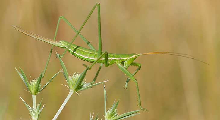 Grosse Saegeschrecke c Shutterstock/MF Photo