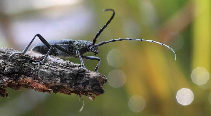 Grosser Eichenbock c Shutterstock/Cjarda Schuler