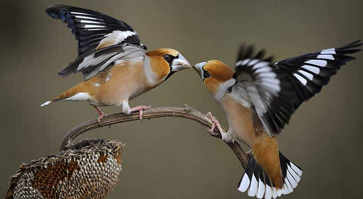 Kernbeisser c Shutterstock/Bildagentur Zoonar GmbH