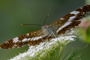 Kleiner Eisvogel