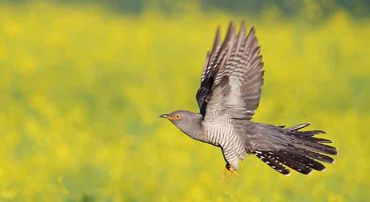 Kuckuck c Shutterstock/Wildlife World