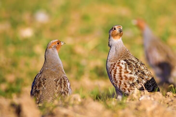 Rebhuhn c shutterstock/Nature Bird Photography