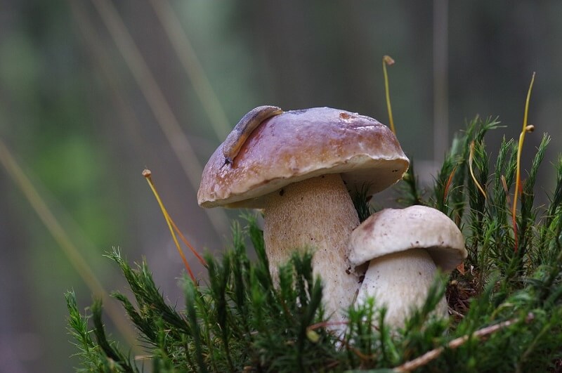 Wo wachsen Steinpilze? 5 Tipps fürs Schwammerlsuchen Blühendes Österreich