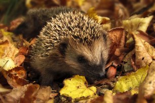 Igel
