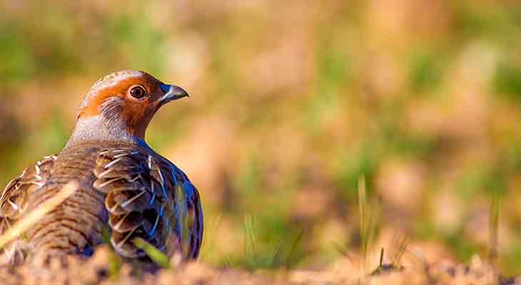 Rebhuhn c Shutterstock/Nature Bird Photography