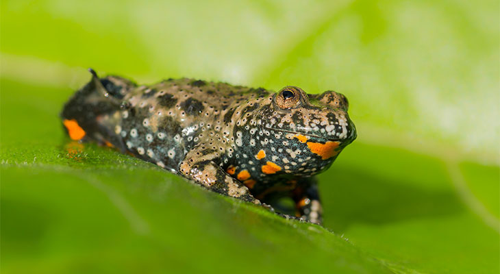 Rotbauchunke_Teaser_Shutterstock_MF_Photo