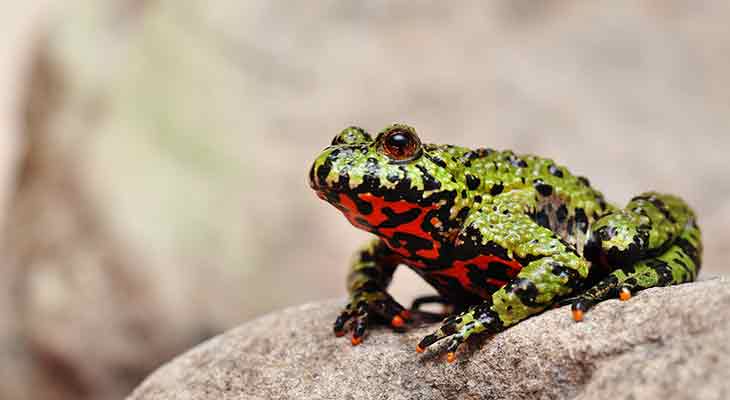 Rotbauchunke c Shutterstock/marima