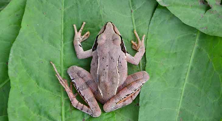 Springfrosch c Shutterstock/Valentin Moraru