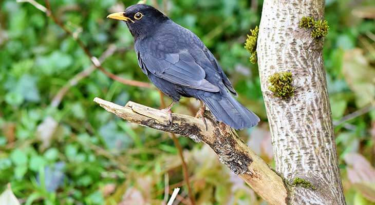 Amsel c Pixabay