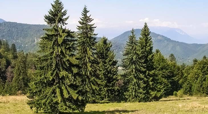 Fichte c Shutterstock/Roxanna R