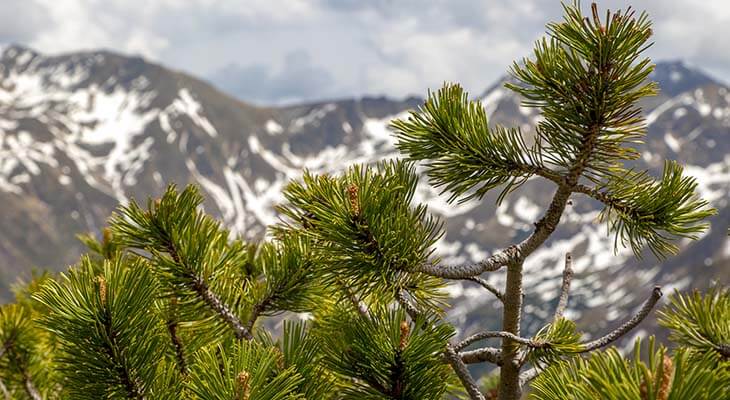 Latsche c Shutterstock/Lunghammer