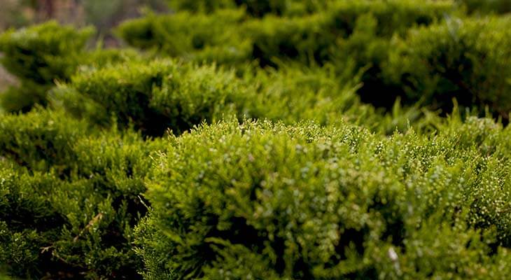 Sadebaum c Shutterstock/as_trofey