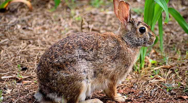 Wildkaninchen c Pixabay