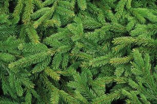 christbaum