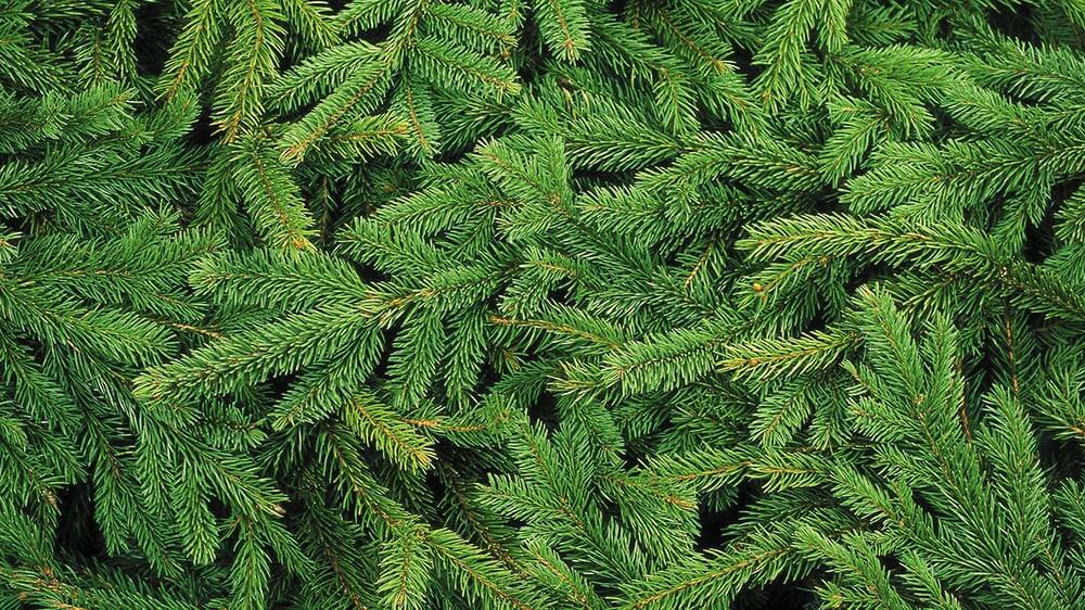 christbaum