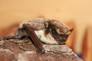Zweifarbfledermaus, Vespertilio murinus, alias "Seppi" © Petra Schattanek