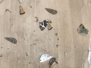 Die Reste einer Fledermausspeise - die Flügel der Falter bleiben übrig © Ch. Schwann
